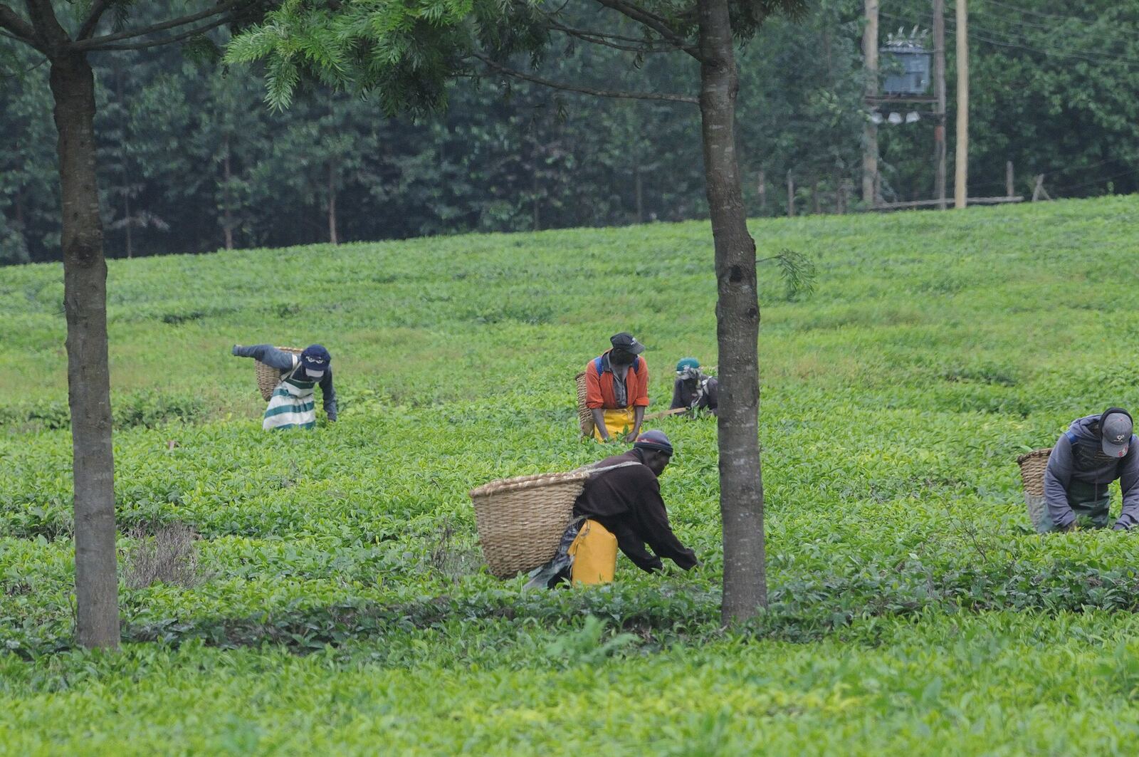 Tea pickers at work among the bushes near Kericho